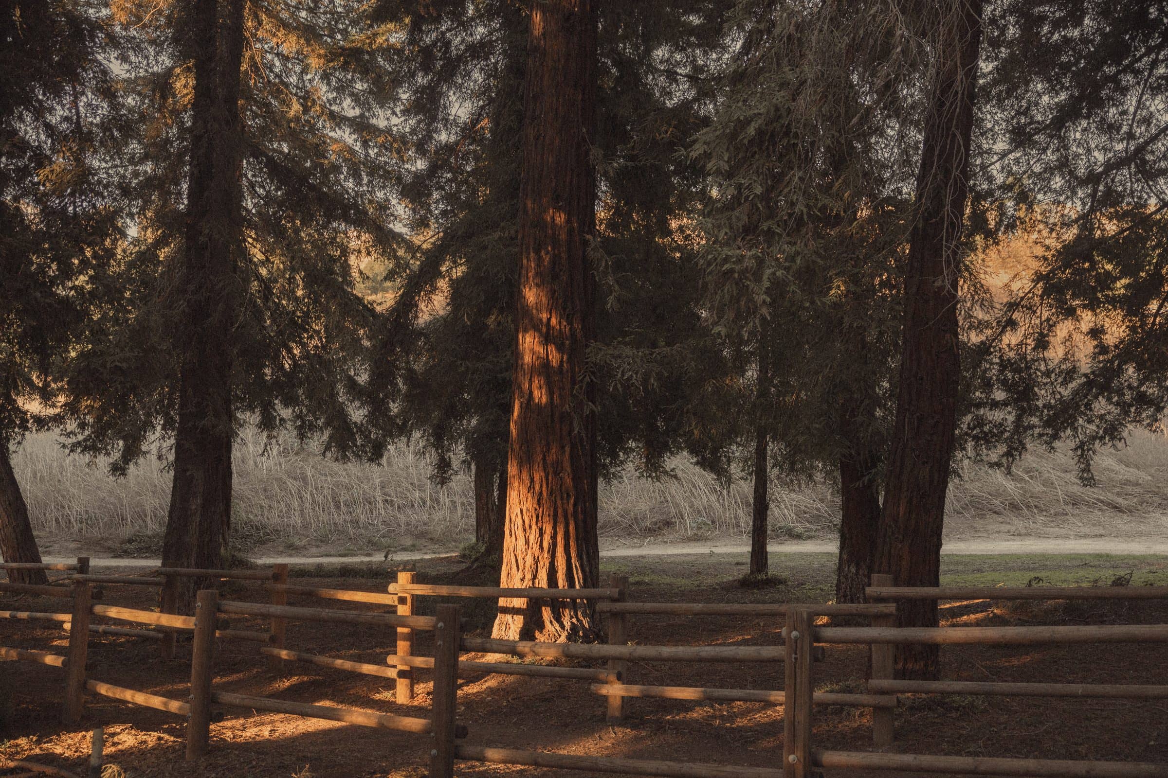 Fall Minis at the Redwood Grove